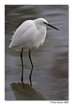 Snowy Egret