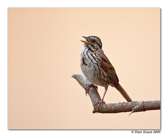 Song Sparrow
