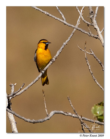 Bullock's Oriole
