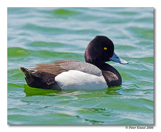 peter_lesser_scaup_3