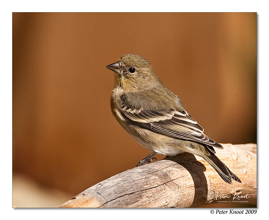 Lesser Goldfinch