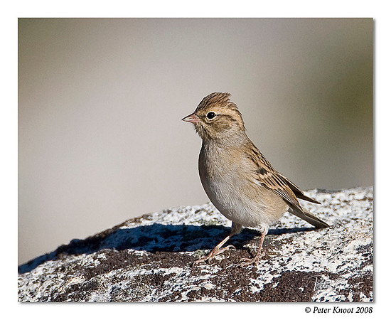 Chipping Sparrow