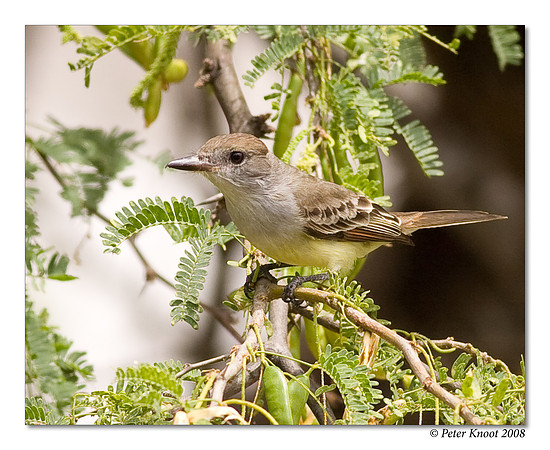 Great Crested Flycatcher
