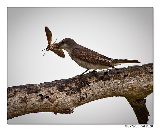 Grey Kingbird