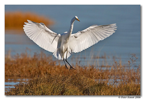 Great Egret