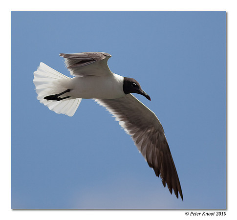 Laughing Gull