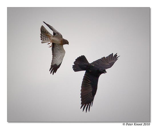 Northern Harrier
