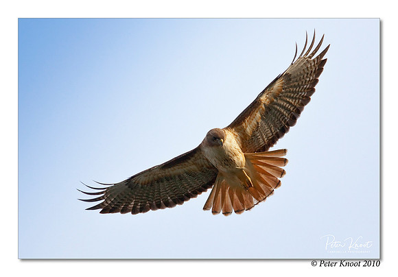 Red-tailed Hawk