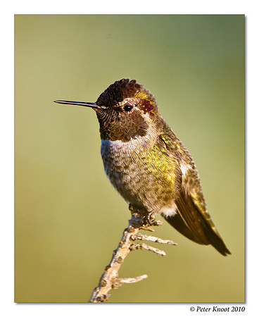 Anna's Hummingbird