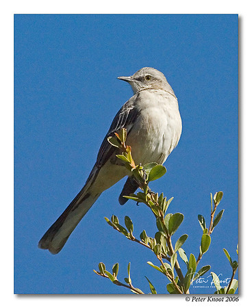 Northern Mockingbird