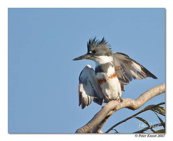 Belted Kingfisher
