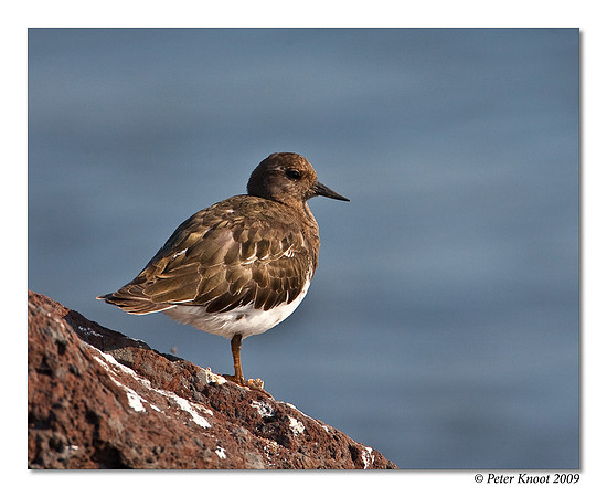Black Turnstone