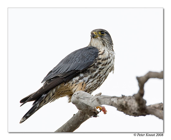 Merlin