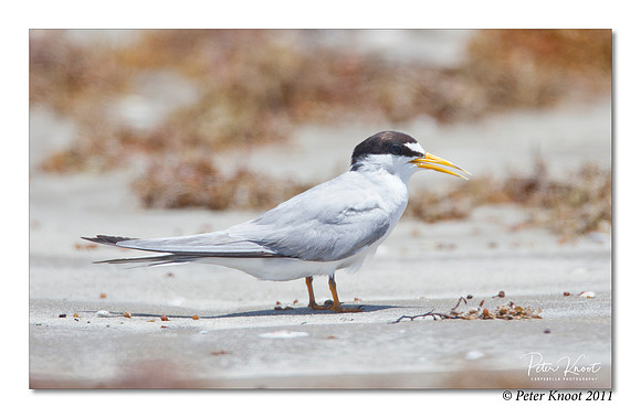 Least Tern