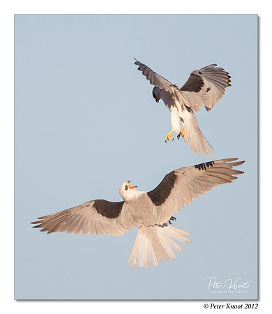 White-tailed Kite
