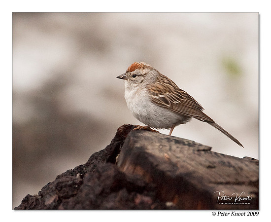 Chipping Sparrow
