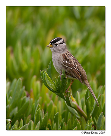 White-crowned Sparrow