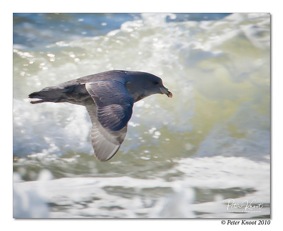 Northern Fulmar
