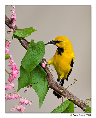 Yellow Oriole