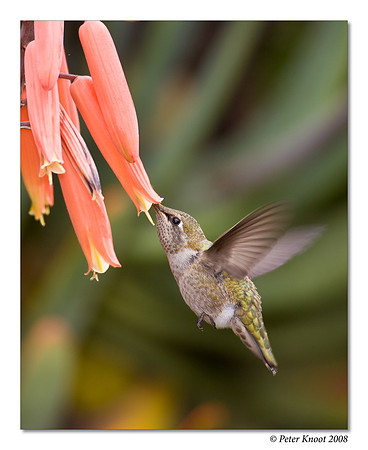 Anna's Hummingbird