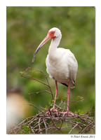 peter_white_ibis_5
