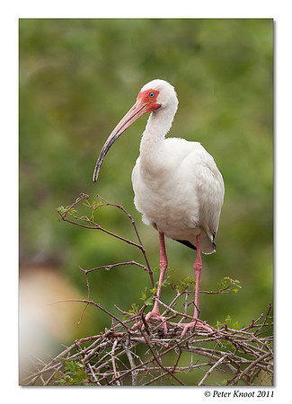 peter_white_ibis_5