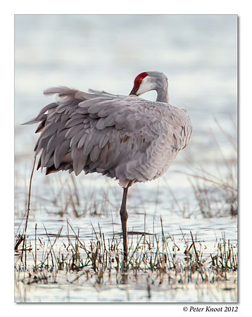 Sandhill Crane