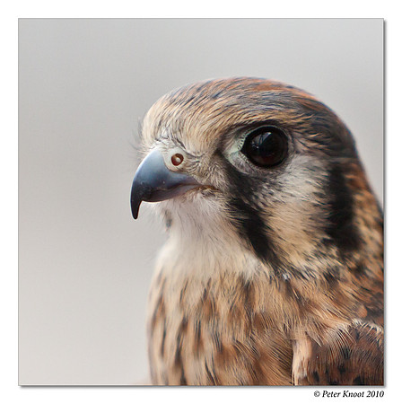 American Kestrel