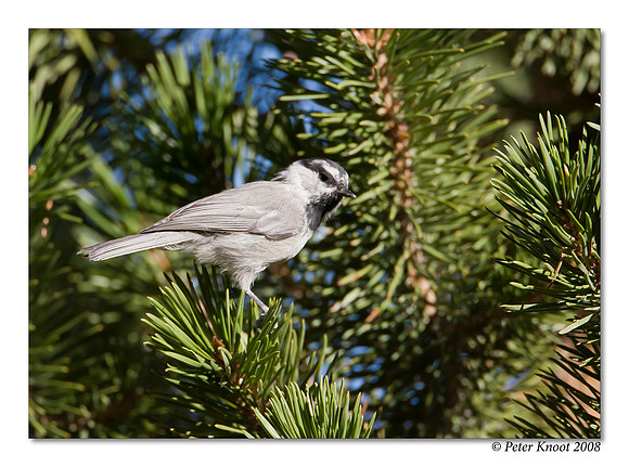 Mountain Chickadee