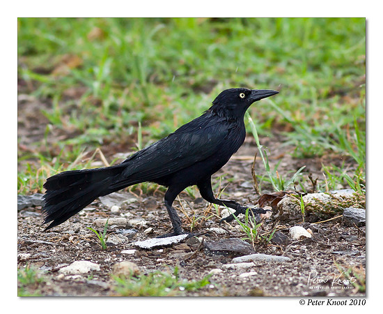 Caribbean Grackle