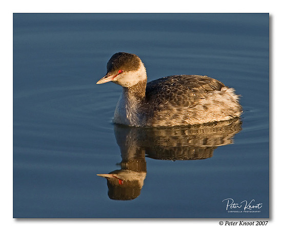 Horned Grebe