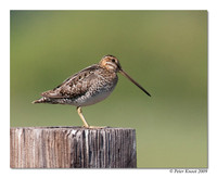 Wilson's Snipe