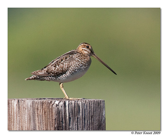 Wilson's Snipe
