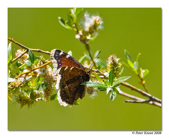 Morning Cloak