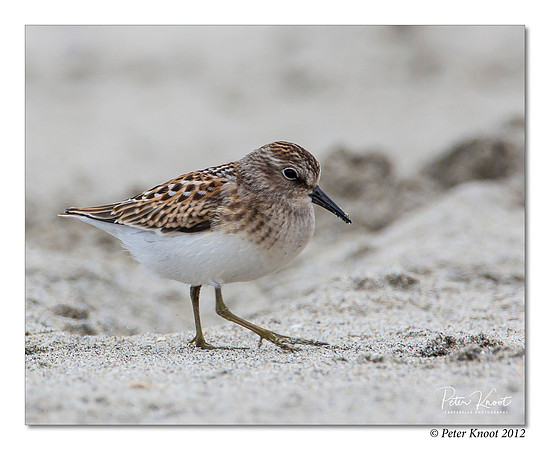 Least Sandpiper