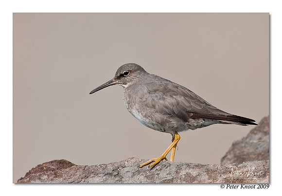 Wandering Tattler