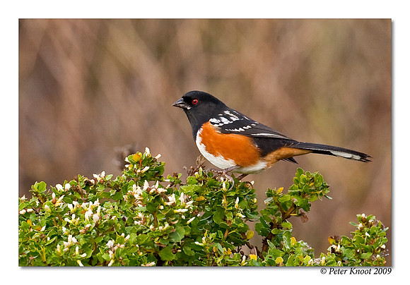Spotted Towhee