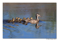 Mallard
