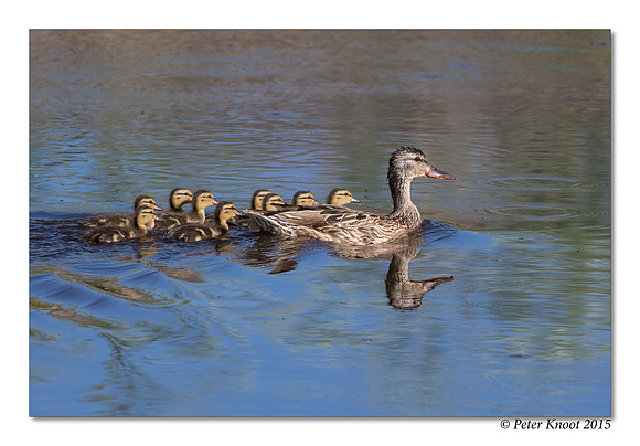Mallard