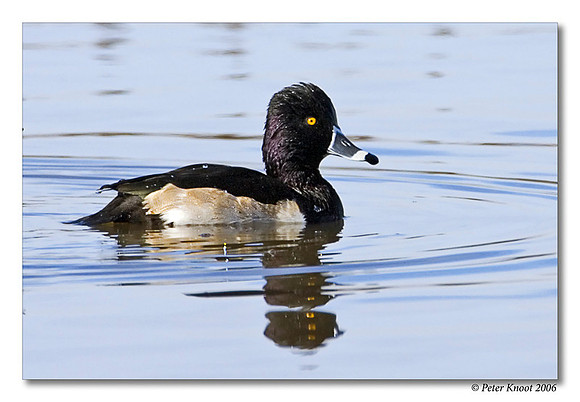 peter_ring-necked_duck_5