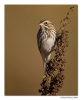 Savannah Sparrow