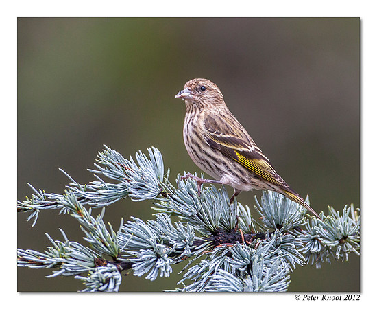 Pine Siskin