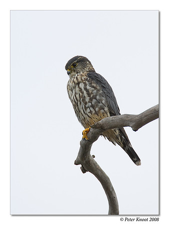 Merlin