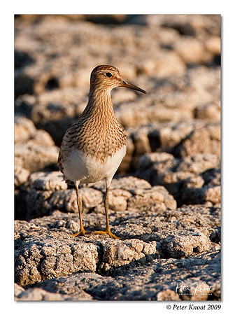 Pectoral Sandpiper