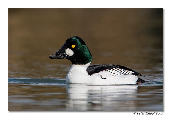 Common Goldeneye