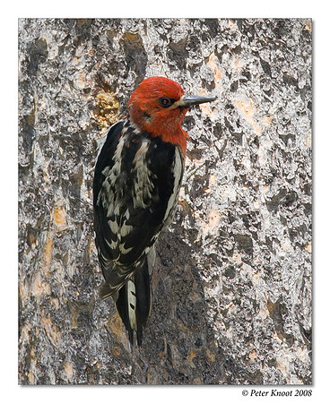Red-breasted Sapsucker