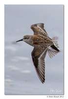 Western Sandpiper