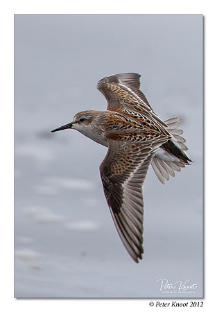 Western Sandpiper