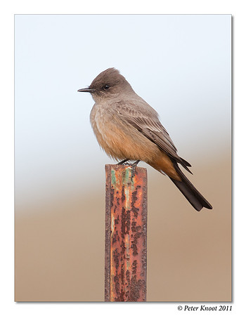 Say's Phoebe