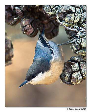 Pygmy Nuthatch